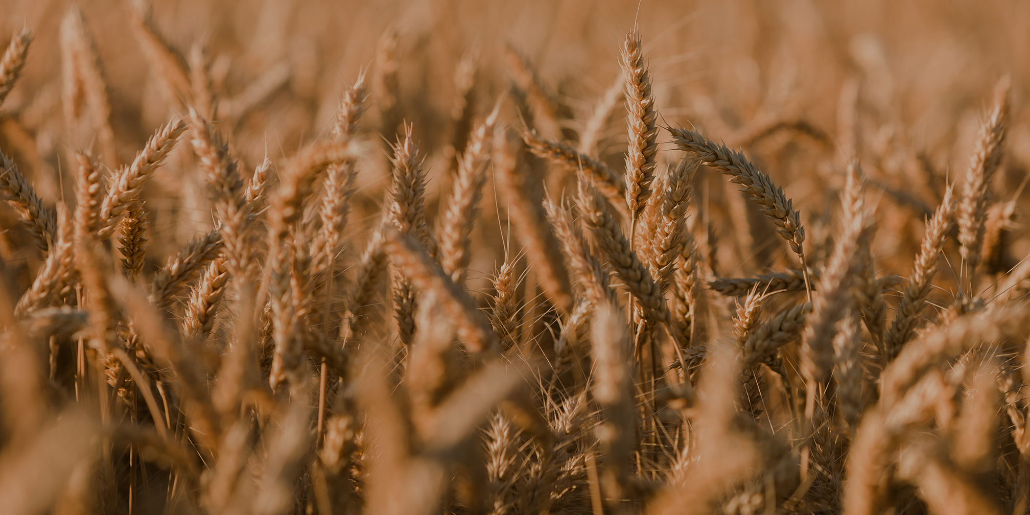 wheat