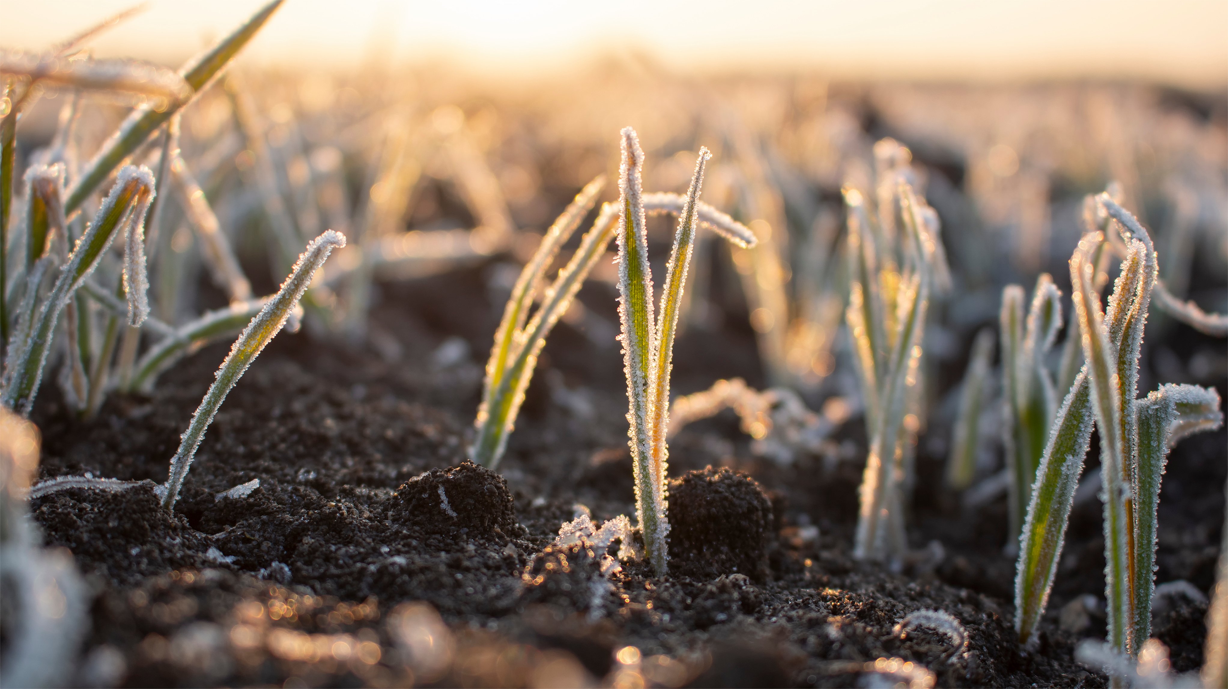 Crop Insurance