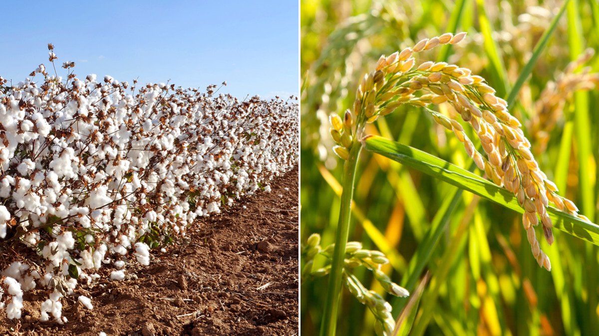 Why Cotton and Rice Get Larger Farm Safety Net Payments Than Corn and Soybeans