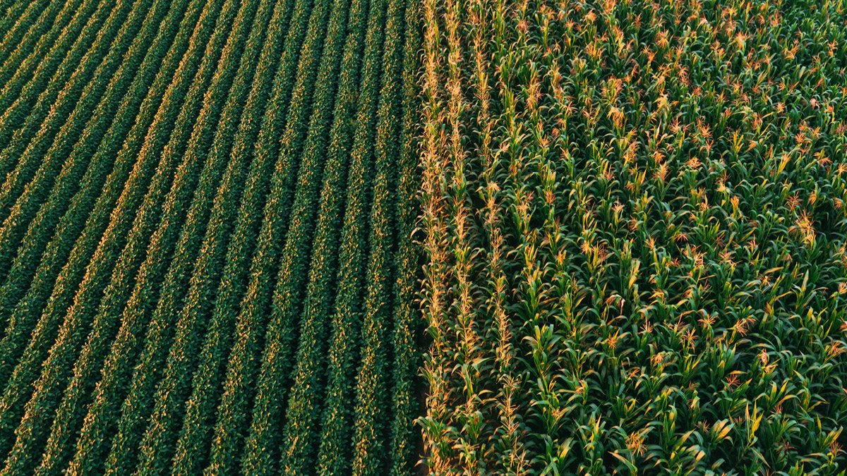 Prevented Planting and Final Plant Dates for Corn and Soybeans