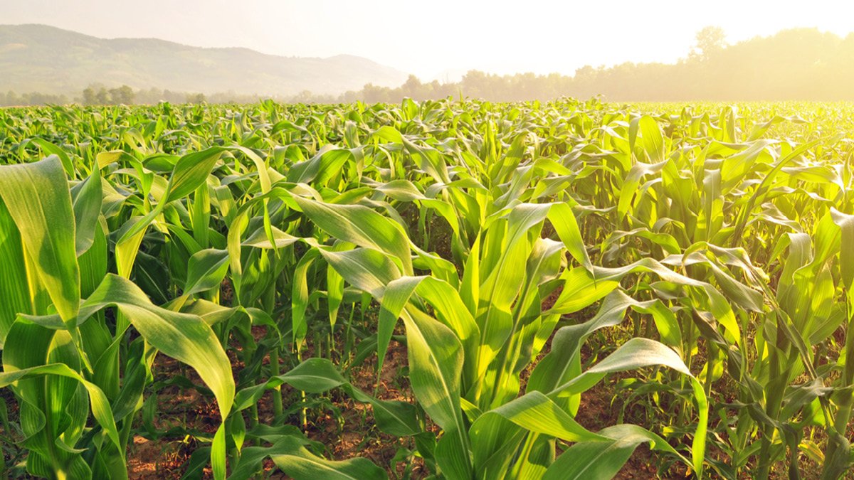 The Income Approach: What Earnings Tell Us About Land Value