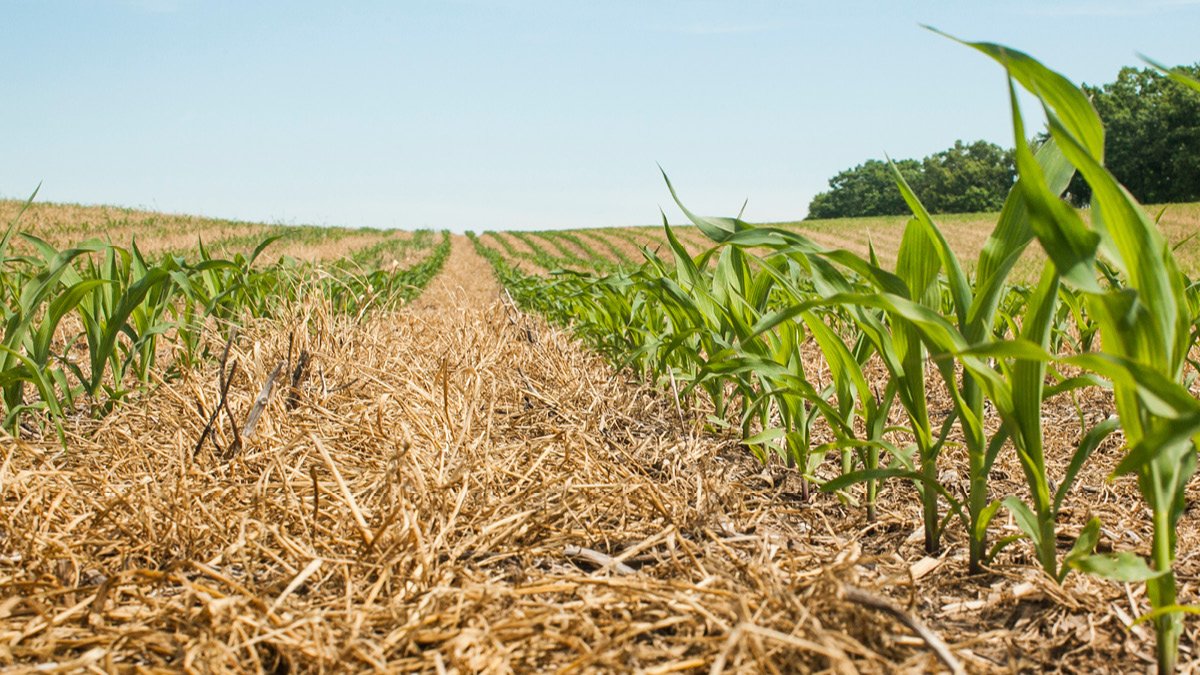 Advantages and Disadvantages of No-Till Farming Practices