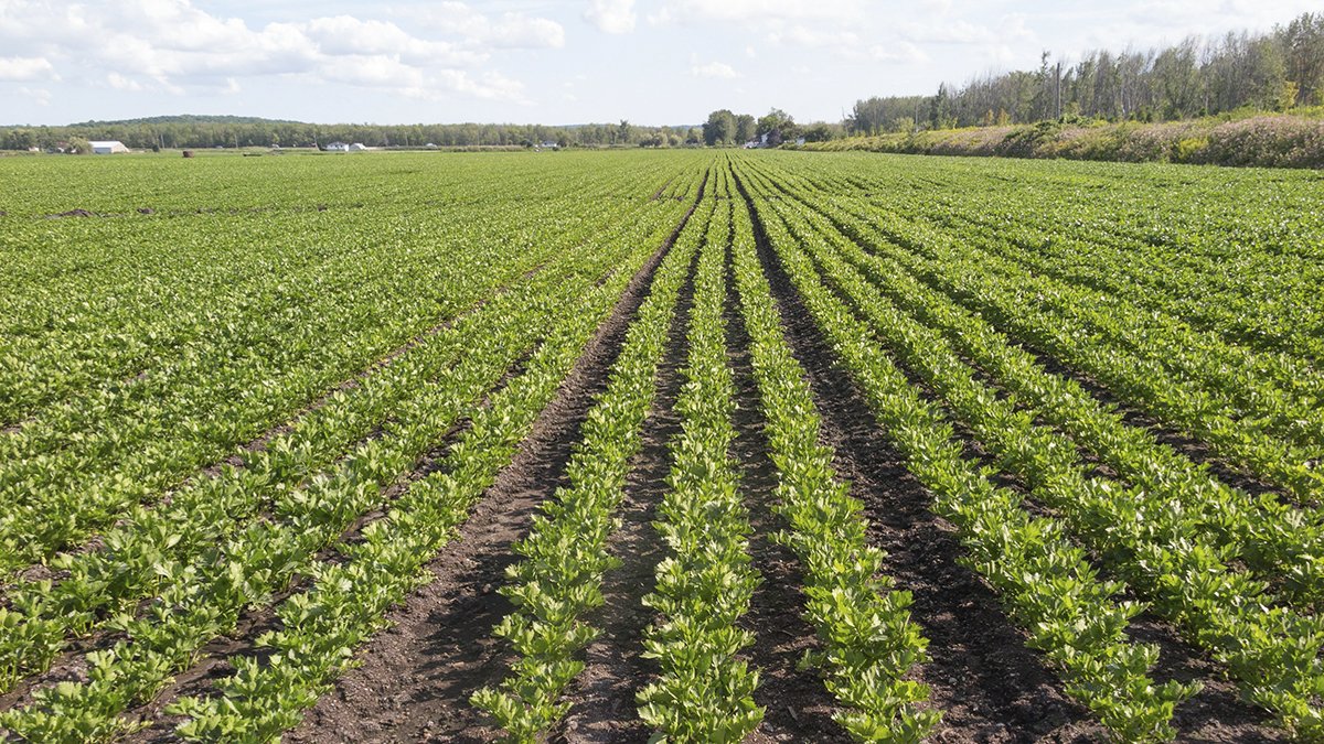 What Landowners Need to Know: Renewable Energy Leases After the OBBBA