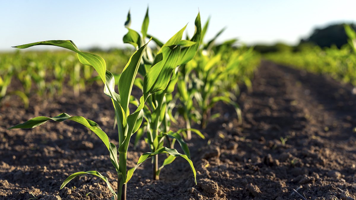 Introduction to Soil Productivity Indexes