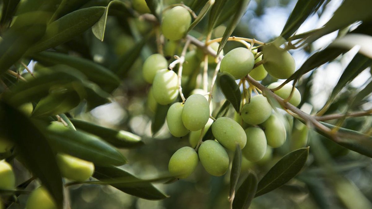 Specialized Asset Considerations: Fundamental Principles of Agribusiness Valuation