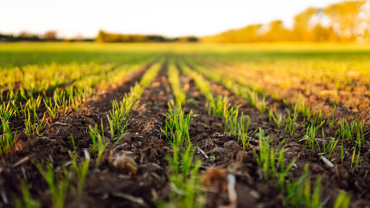 Spring 2026 Crop Insurance Deadlines & Planting Dates in Iowa