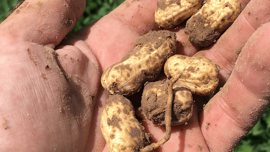 Louisiana’s Specialty Crops: Beyond Cotton & Corn